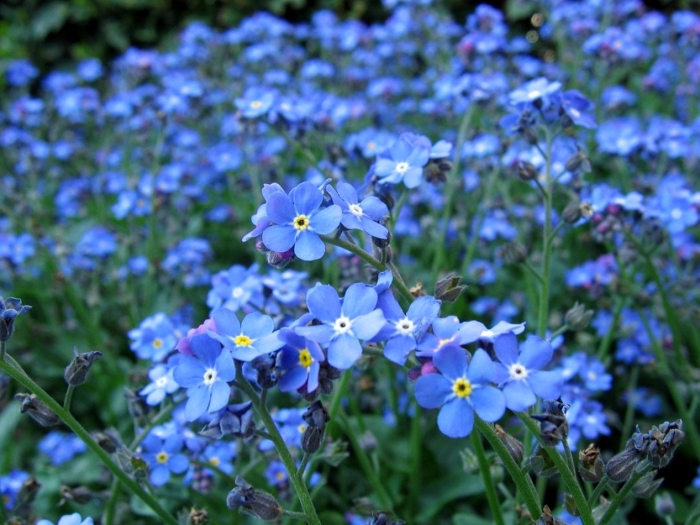 Незабудка myosotis myomark