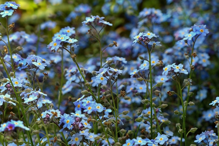 Незабудка лесная myosotis sylvatica