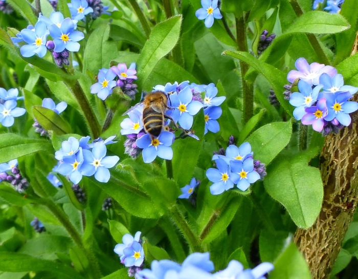 Незабудка лесная форгетминот