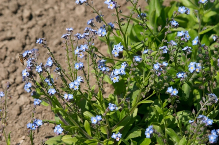 Незабудка мелкоцветковая