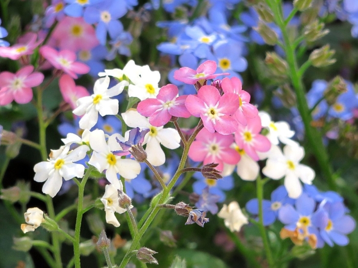 Незабудка садовая смесь окрасок