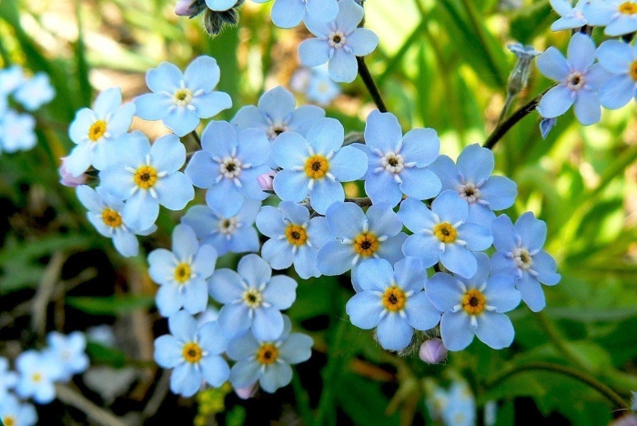 Незабудка уральская