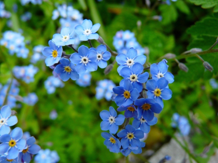 Незабудка лесная myosotis sylvatica