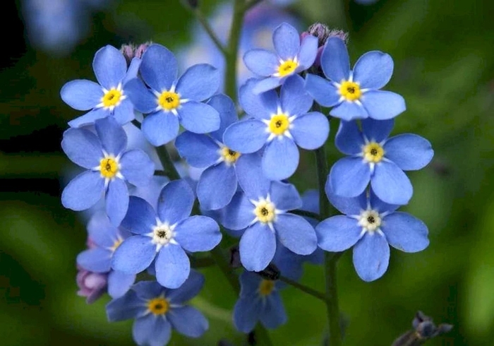 Цветок myosotis