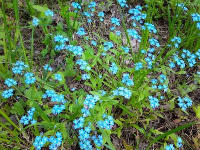 Незабудочник бруннера