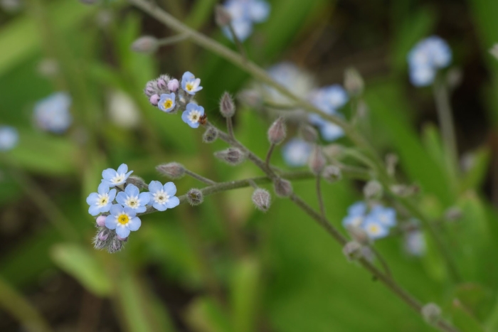 Незабудка лесная myosotis sylvatica
