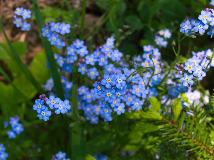 Незабудка гибридная