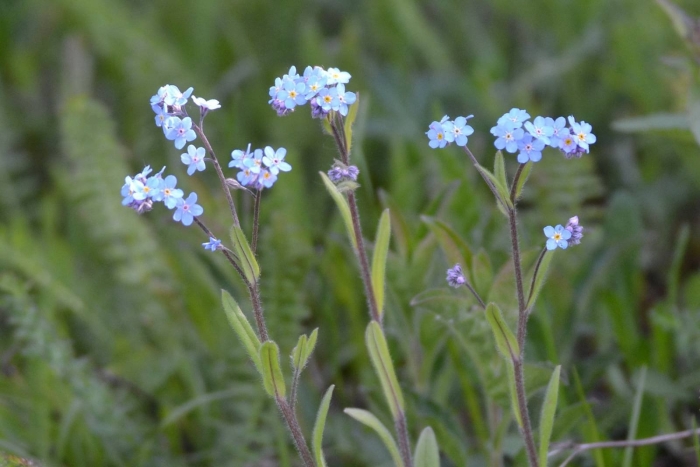 Незабудка полевая (myosotis arvensis (l.) hill)