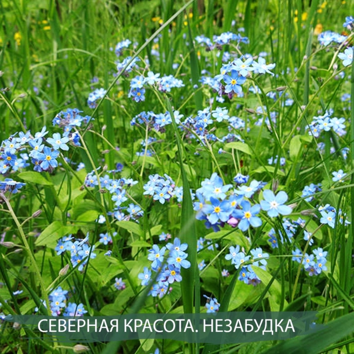 Незабудка лесная myosotis sylvatica