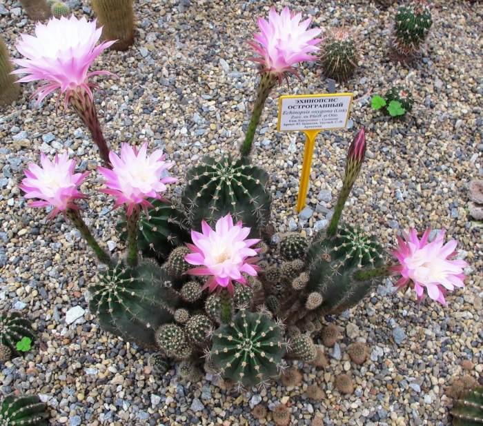 Эхинопсис эйриеза