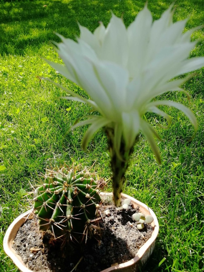 Кактус эхинопсис детки