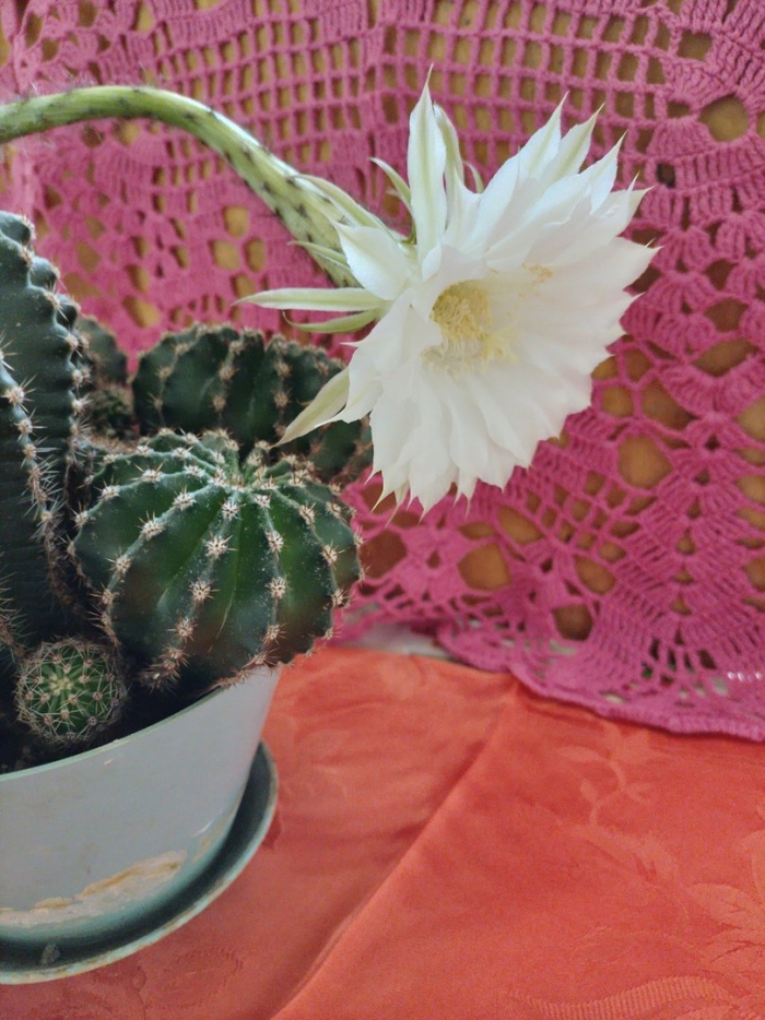 Эхинопсис кактус цветение