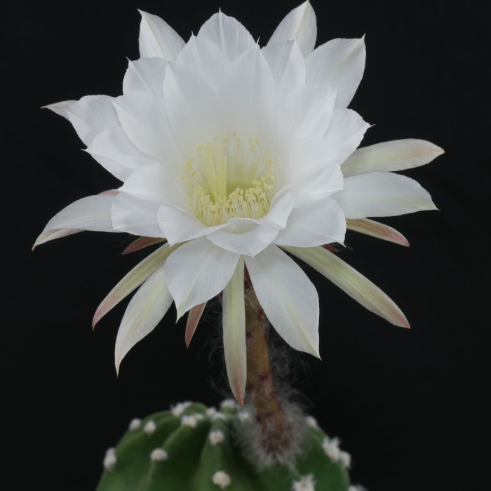 Эхинопсис subdenudata