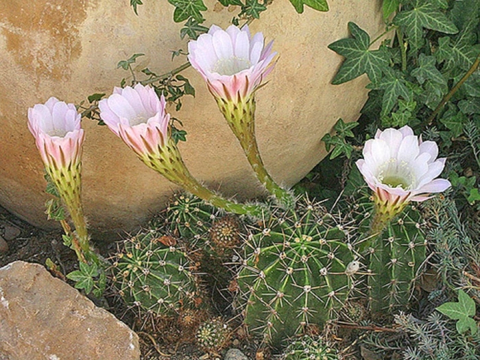 Echinopsis eyriesii