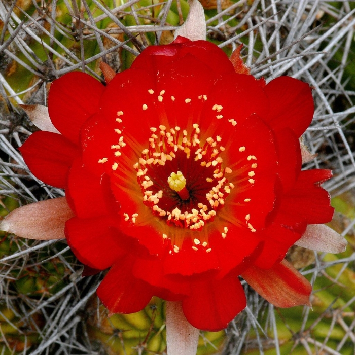 Echinopsis bruchii