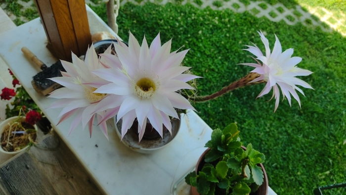 Эхинопсис тубифлора