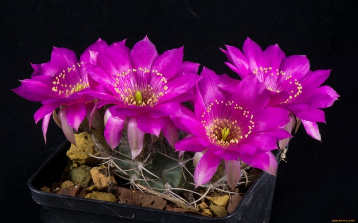 Лобивия пентланда