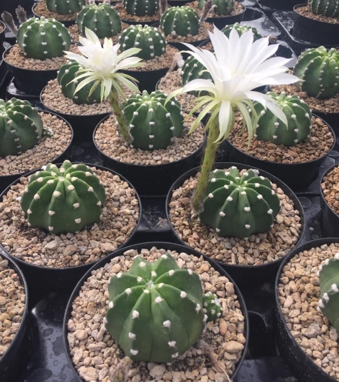 Кактус echinopsis subdenudata