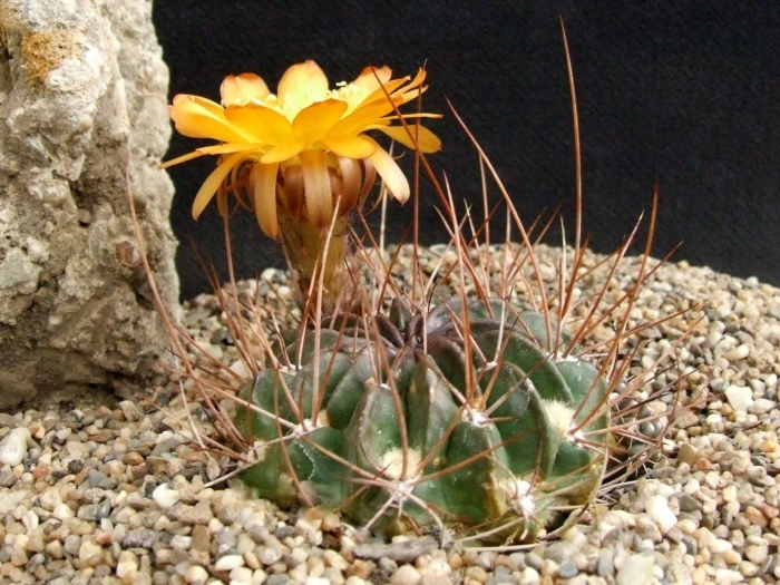 Гимнокалициум pflanzii