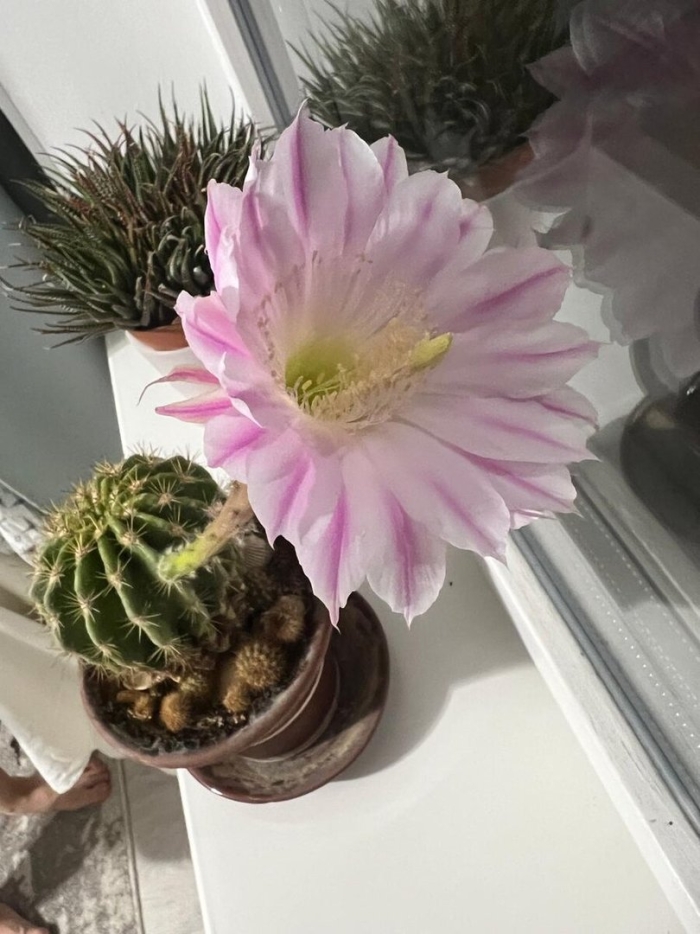 Эхинопсис столбовидный кактус