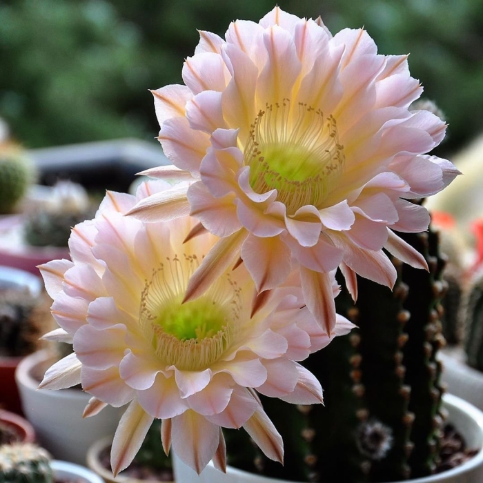 Кактус эхинопсис эйриеза