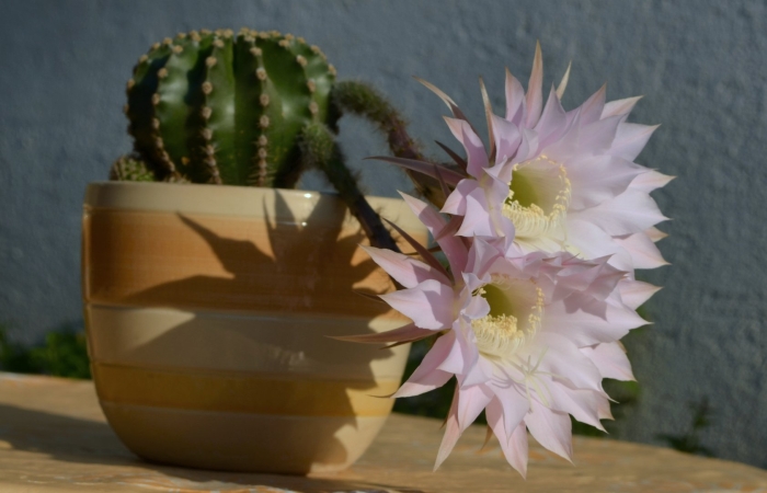 Эхинопсис острогранный