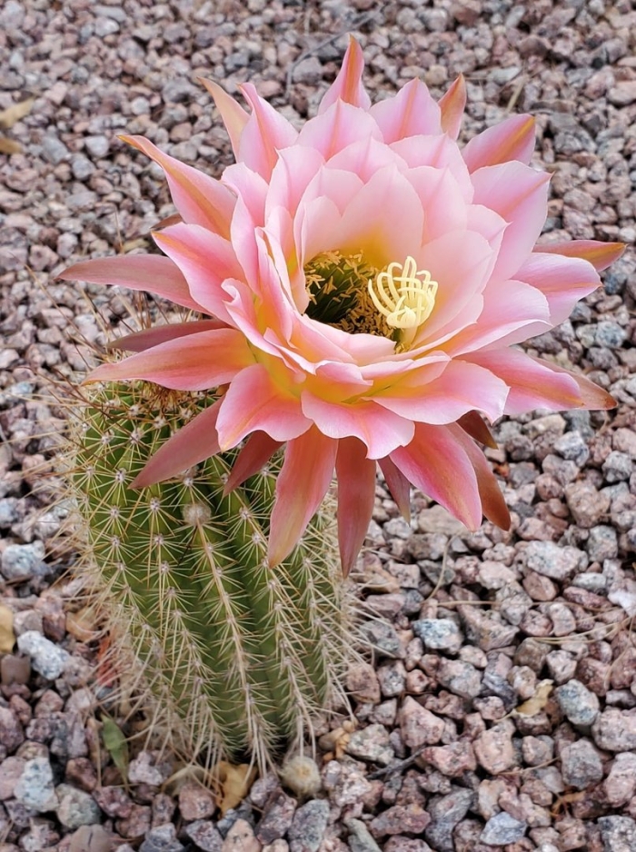 Cactus flower