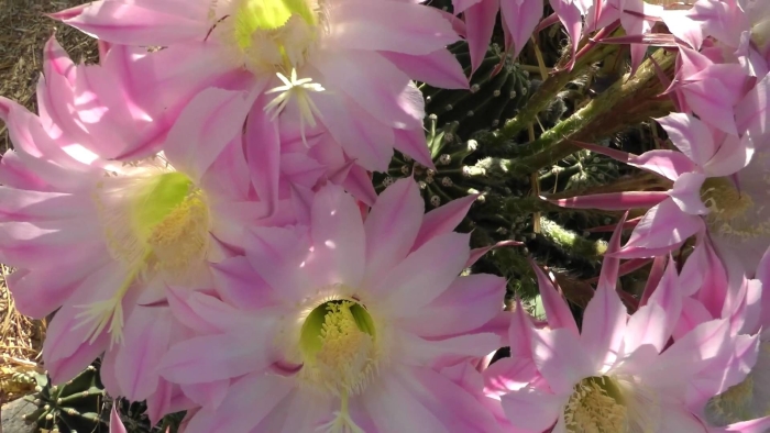 Echinopsis multiplex