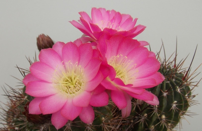 Кактус лобивия aurea