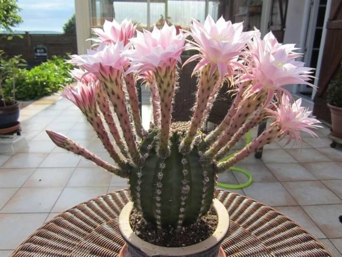 Echinopsis oxygona