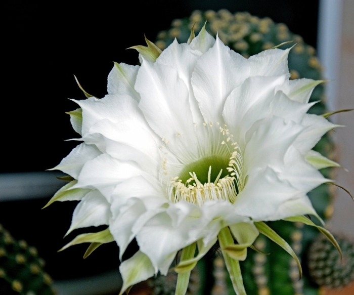 Эхинопсис царица ночи