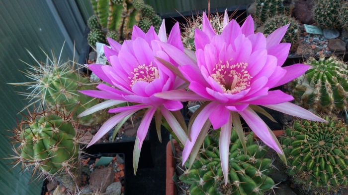 Echinopsis ancistrophora