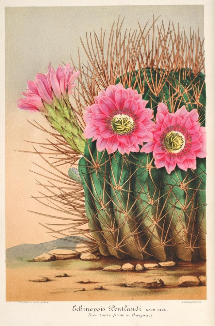 Echinopsis pentlandii