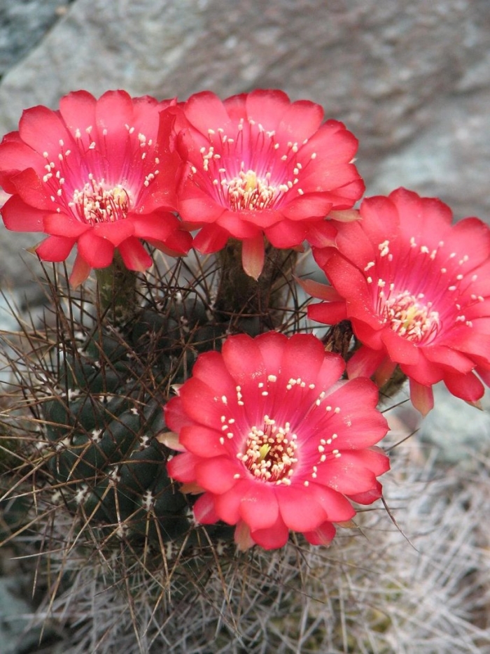 Кактус эхинопсис