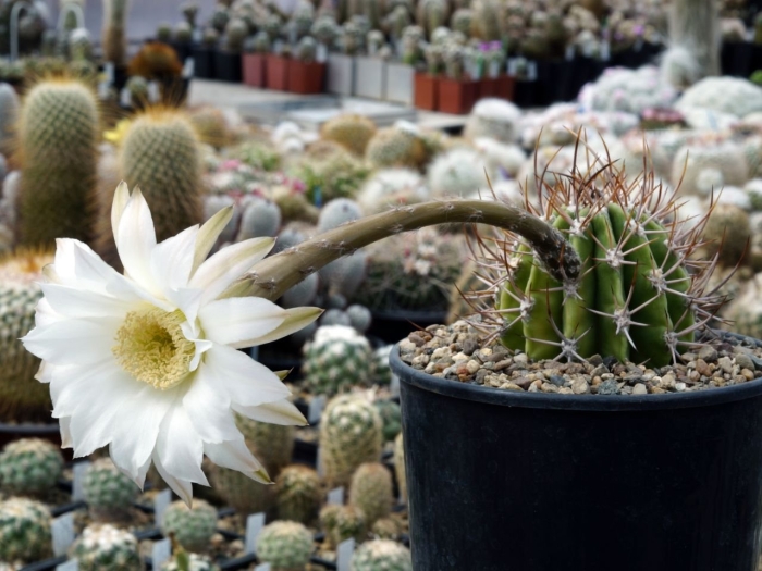 Эхинопсис мамилоза