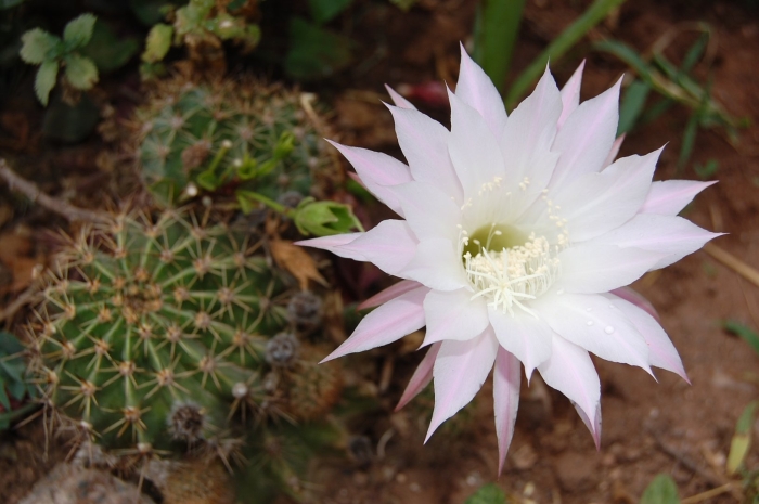 Кактус эхинопсис тубифлора
