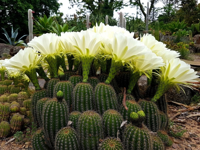 Эхинопсис бриджеса