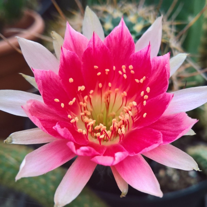 Эхинопсис субденудата цветение