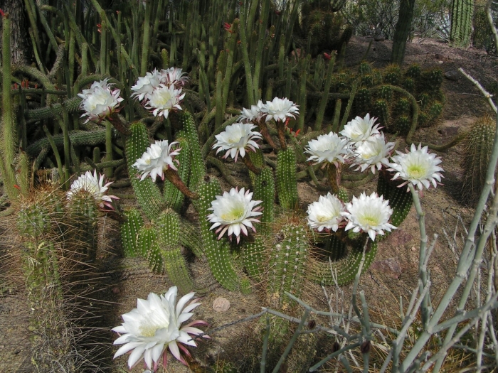 Echinopsis candicans