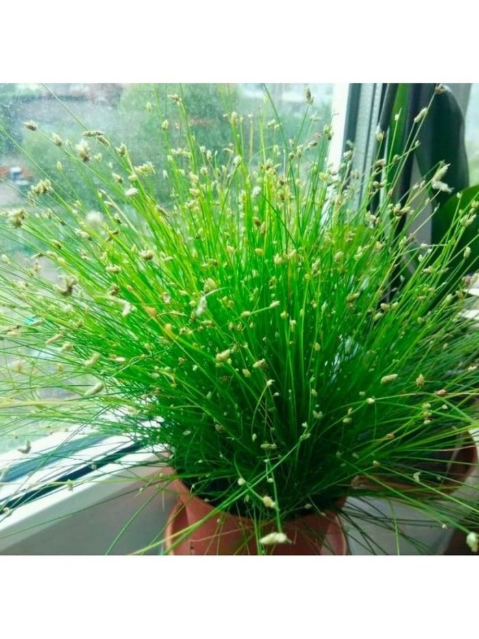 Изолепис поникший