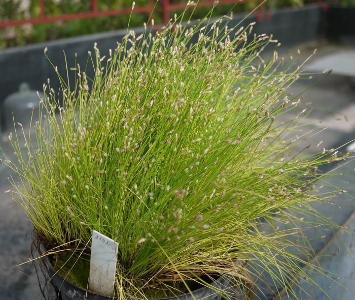 Изолепис поникший