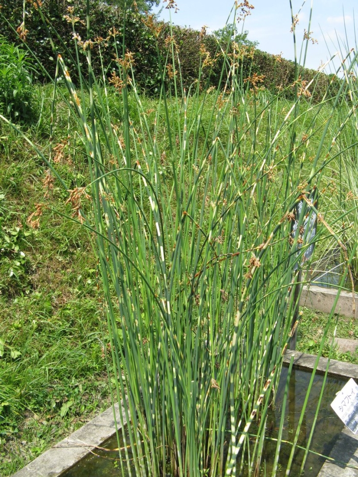 Камыш табернемонтана зебринус