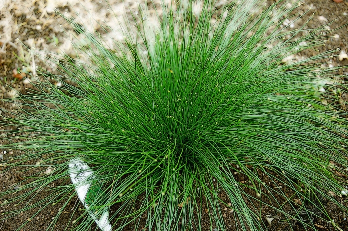 Овсяница аметистовая (фестука)
