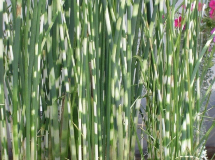 Камыш озерный зебринус