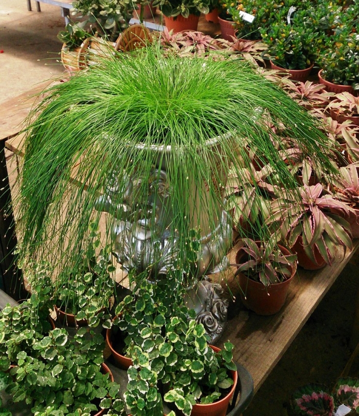 Изолепис поникший