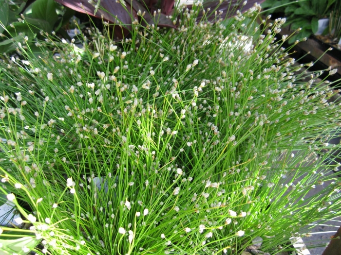 Изолепис поникший