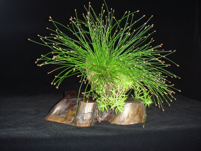 Изолепис поникший