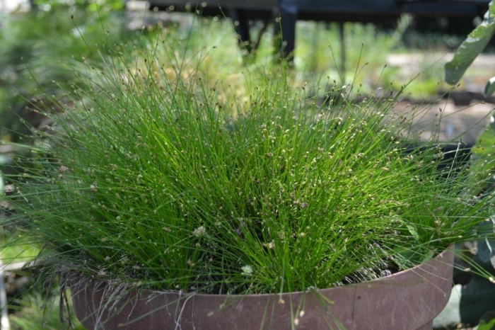 Камыш изолепис