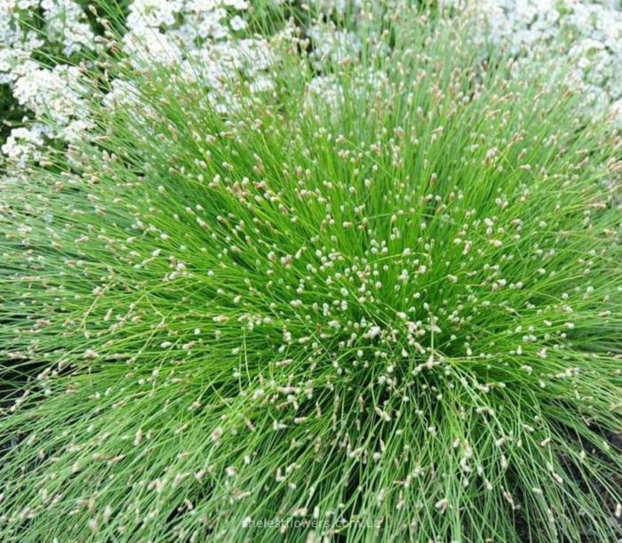 Изолепис камыш поникающий