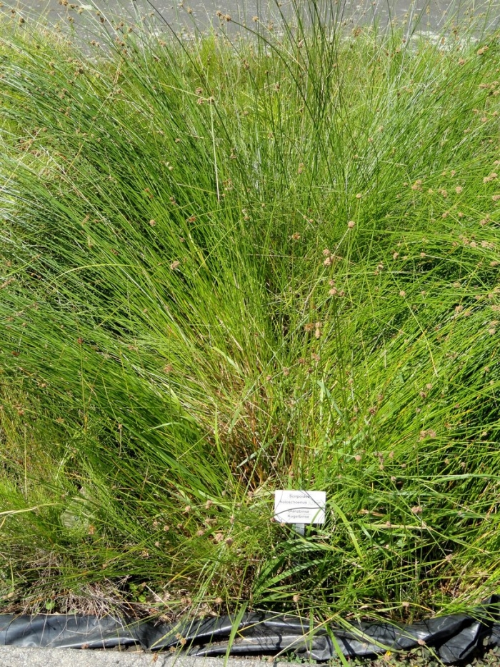 Ситник развесистый juncus effusus